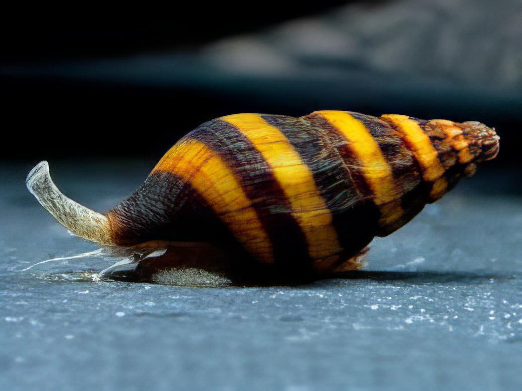 Assassin Bumblebee Snail Anentome Helena 2cm - Real Aquatics