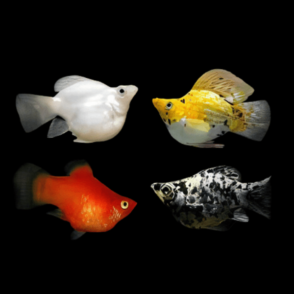 Assorted Balloon Molly Fish Poecilia Sphenops 3cm - Real Aquatics