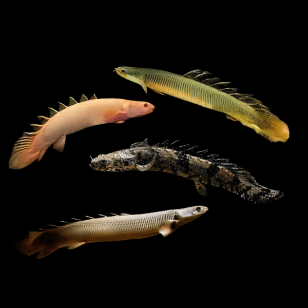 Assorted Bichir Polypterus Sp 10cm - Real Aquatics