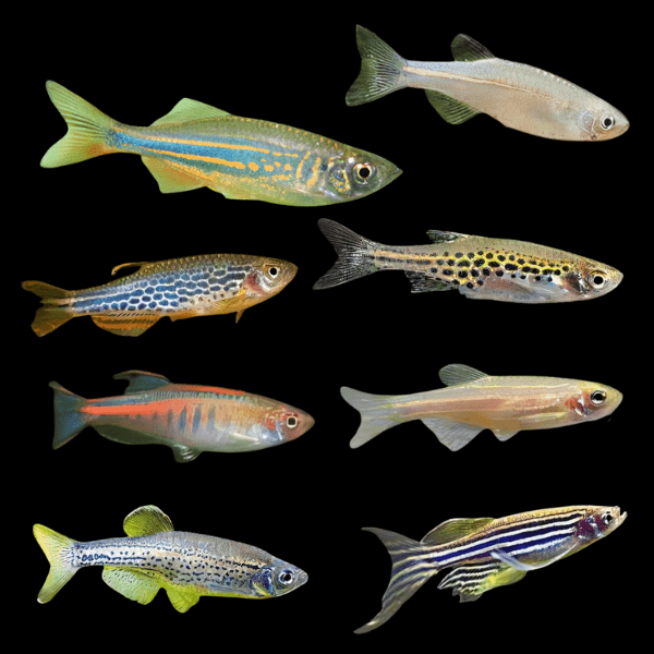 Assorted Danio Danio Rerio 2cm - Real Aquatics