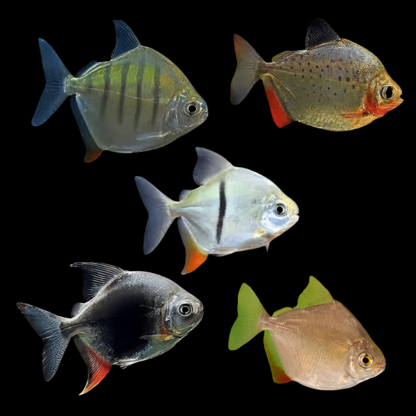 Assorted Dollars Myleus Metynnis 5cm - Real Aquatics