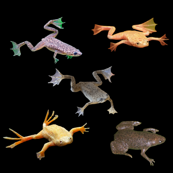 Assorted Dwarf Frog 3cm - Real Aquatics