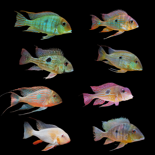 Assorted Geophagus 4cm - Real Aquatics
