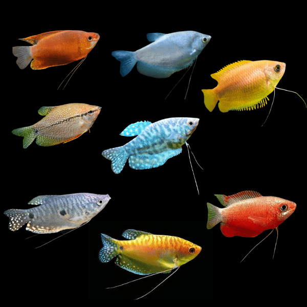 Assorted Gourami Osphronemidae 5cm - Real Aquatics