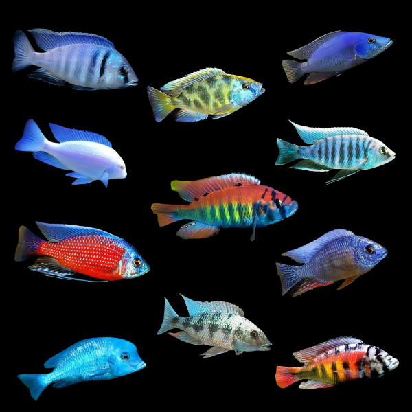 Assorted Haplochromis Sp Malawi African Cichlids