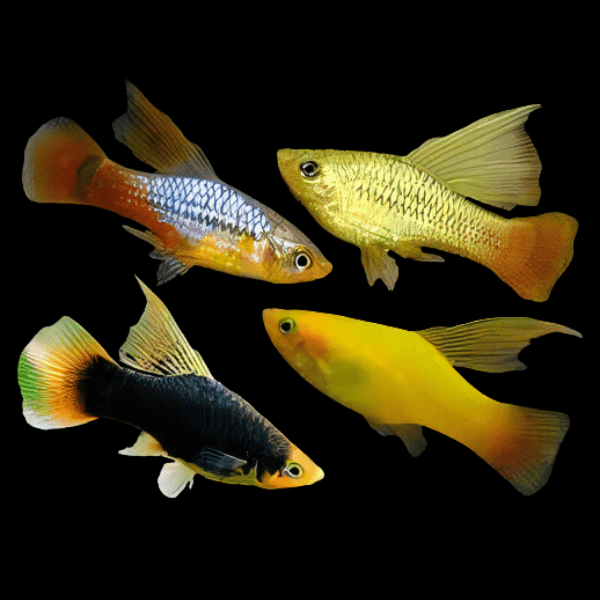 Assorted Hi Fin Platy Xiphophorus Maculatus 3cm - Real Aquatics