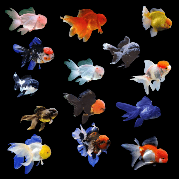 Assorted Super Jelly Head Giant Oranda Grade AA Goldfish Carassius Auratus