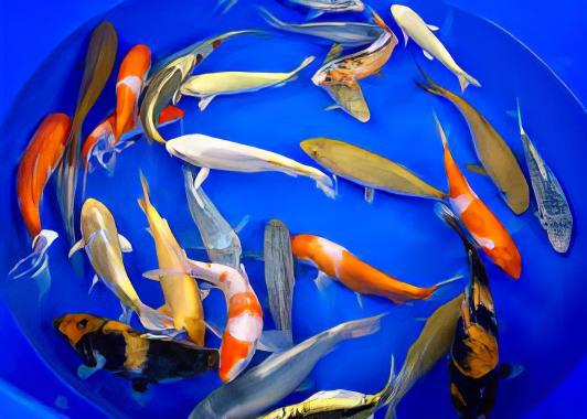 Assorted Grade A Koi Carp Cyprinus Carpio