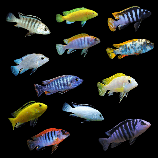 Assorted Labidochromis Lake Malawi 2 Inches - Real Aquatics