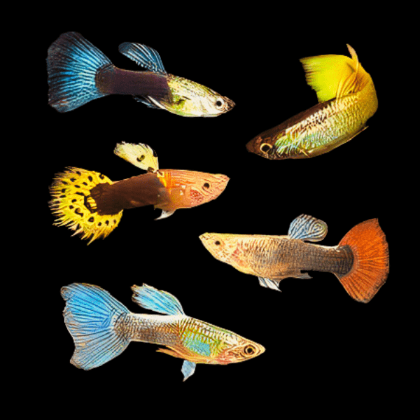 Assorted Male Guppy Poecilia Reticulata 3cm - Real Aquatics