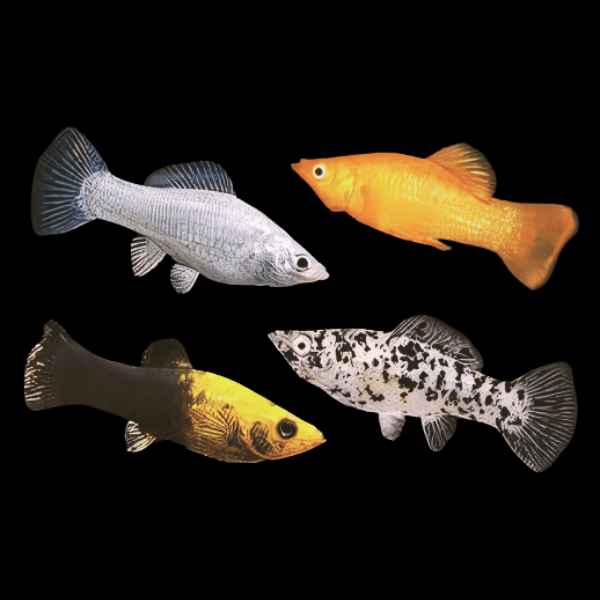 Assorted Molly Fish Poecilia Sphenops 3cm - Real Aquatics