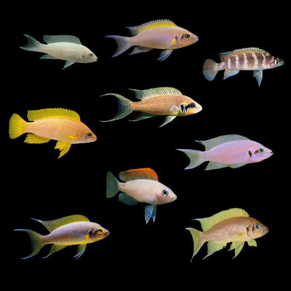 Assorted Neolamprologus Tanganyika African Cichlids 4cm - Real Aquatics
