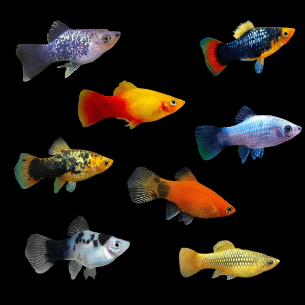 Assorted Platy Fish Xiphophorus Maculatus 3cm - Real Aquatics