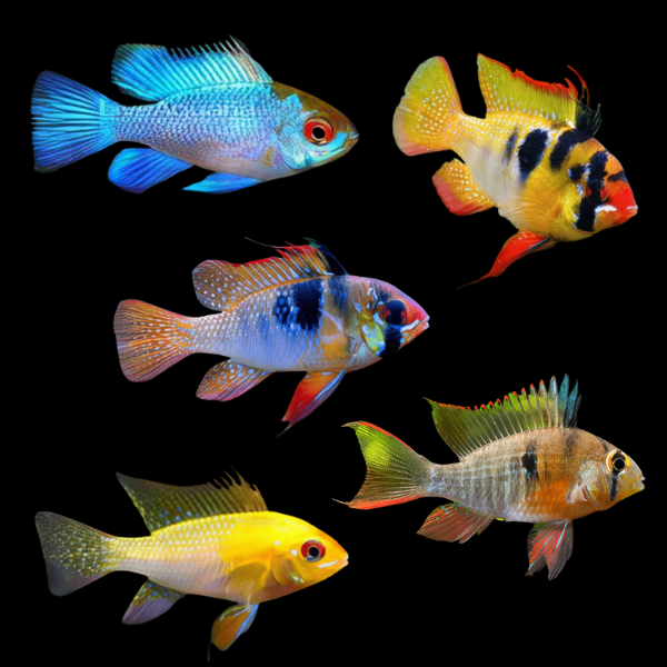 Assorted Ram Mikrogeophagus 3cm - Real Aquatics