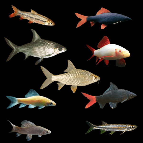 Assorted Freshwater Sharks 5cm - Real Aquatics