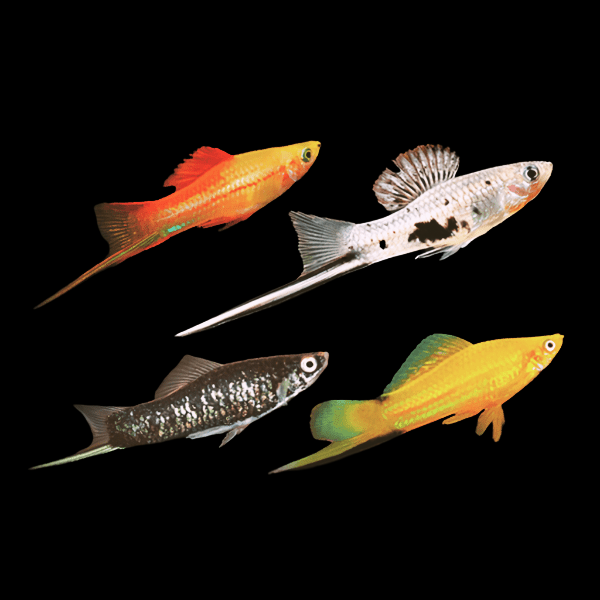 Assorted Swordtails Fish Xiphophorus Hellerii 3cm - Real Aquatics