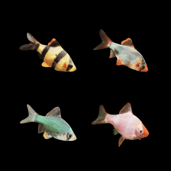 Assorted Tiger Barb Puntius Tetrazona 3cm - Real Aquatics