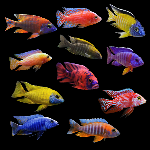 Assorted Peacock Aulonocara Malawi African Cichlids