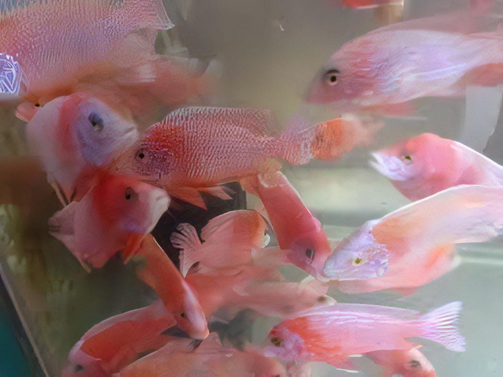 Aulonocara Dragon Blood Fire Fish Peacock Malawi African Cichlid