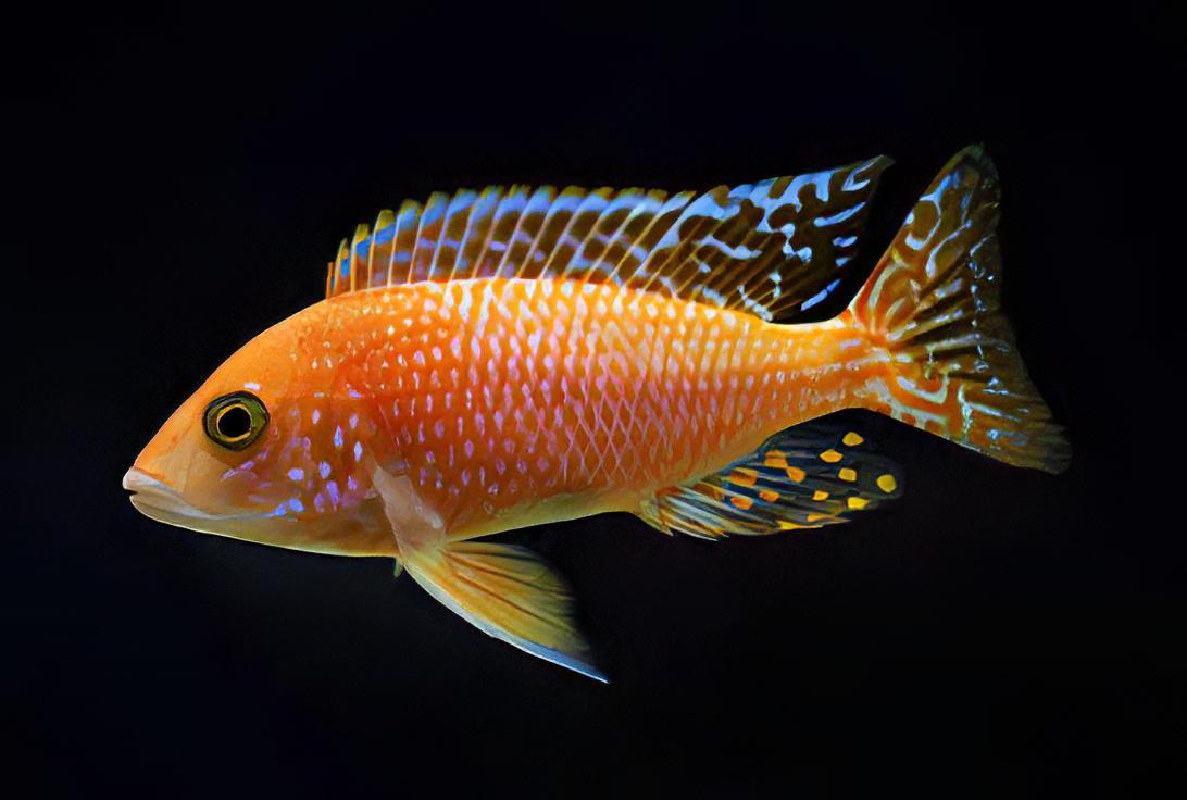 Aulonocara Dragon Blood Fire Fish Peacock Malawi African Cichlid