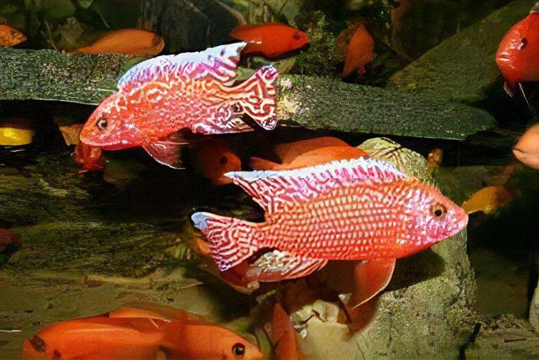 Aulonocara Strawberry Peacock Malawi African Cichlid