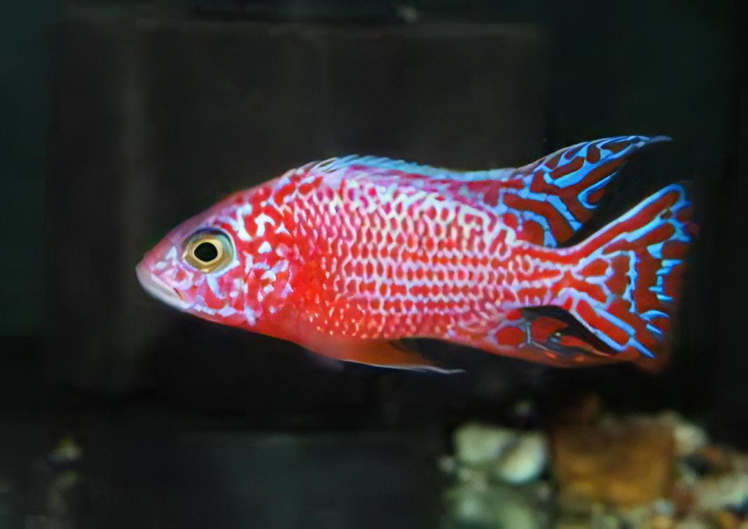 Aulonocara Strawberry Peacock Malawi African Cichlid