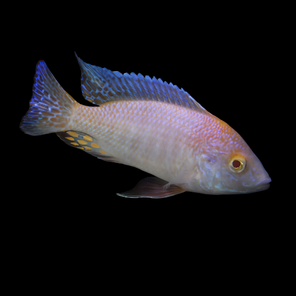 Aulonocara Albino Stuartgranti Peacock Malawi African Cichlid
