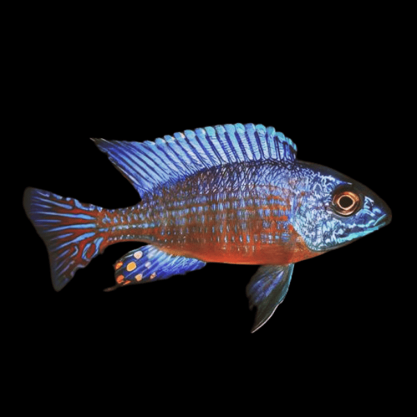 Aulonocara Stuartgranti Peacock Malawi African Cichlid