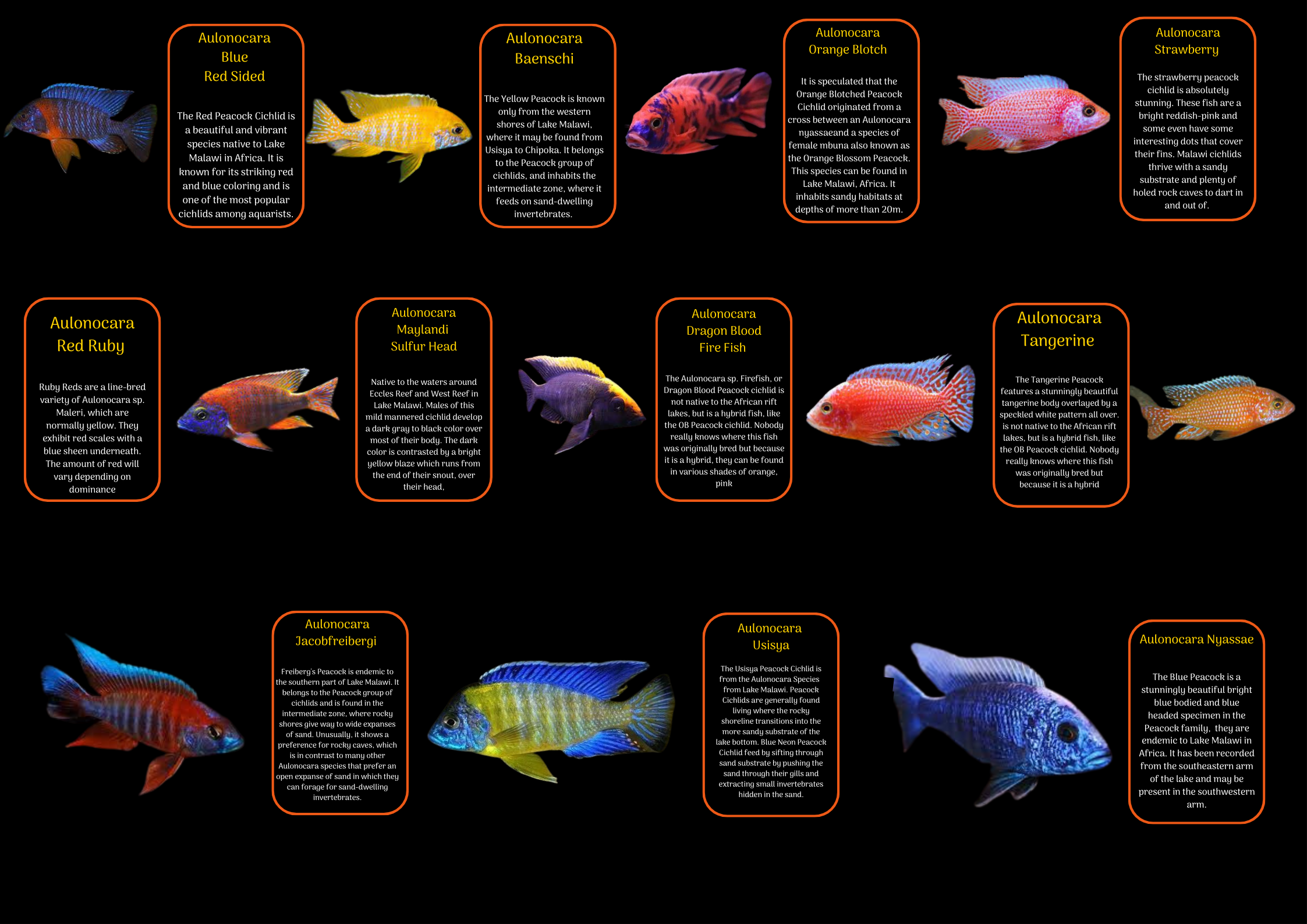 Aulonocara Jacobfreibergi Peacock Malawi African Cichlid