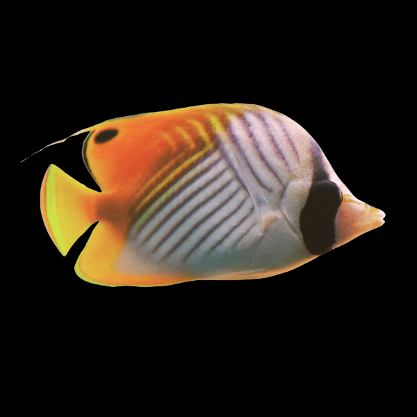 Auriga Threadfin Butterfly Fish Chaetodon Auriga - Real Aquatics