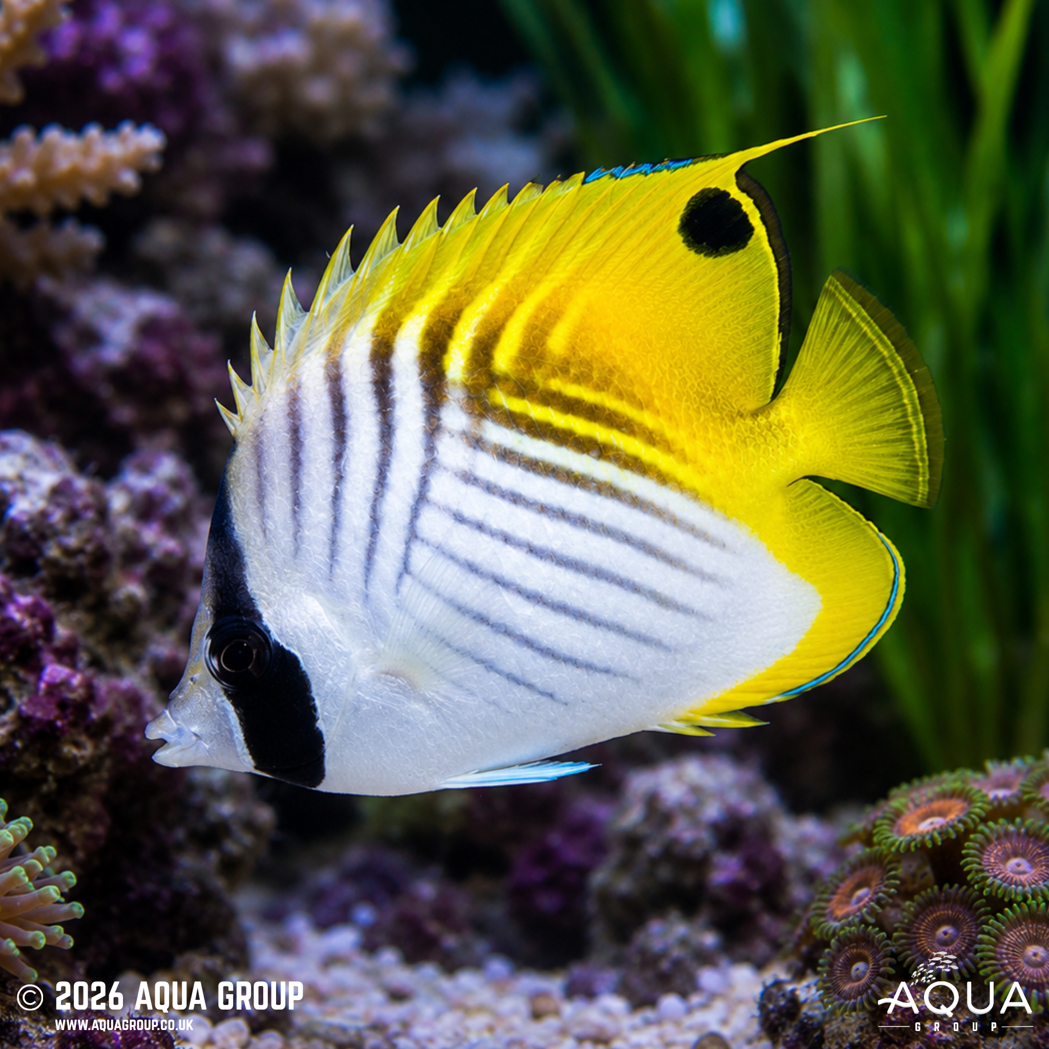 Auriga Butterflyfish (Chaetodon auriga)