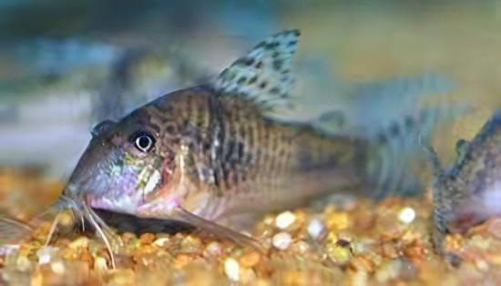 Aurofrenatus Corydoras Aurofrenatus CW005 3cm Catfish - Real Aquatics
