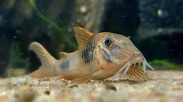 Aurofrenatus Corydoras Aurofrenatus CW005 3cm Catfish - Real Aquatics