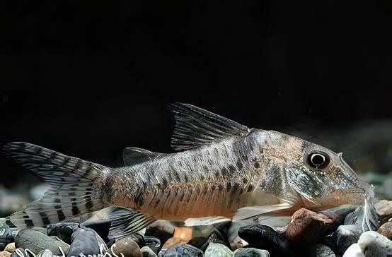 Aurofrenatus Corydoras Aurofrenatus CW005 3cm Catfish - Real Aquatics