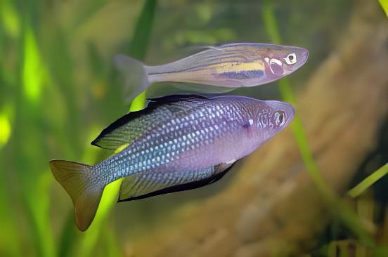 Austrailian Murray River Rainbow Fish Melanotaenia Fluviatilis 5cm - Real Aquatics