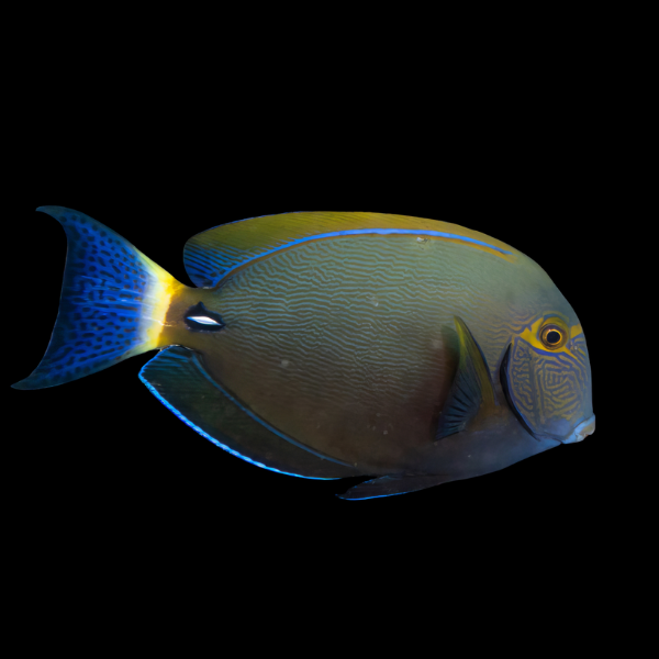 Australian Blue Tail Tang Acanthurus Dussumieri - Real Aquatics