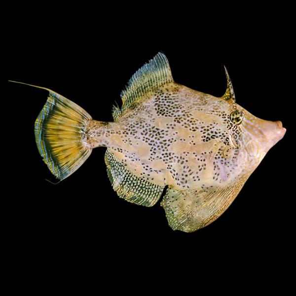 Australian Fan Belly File Fish Monacanthus Chinensis - Real Aquatics