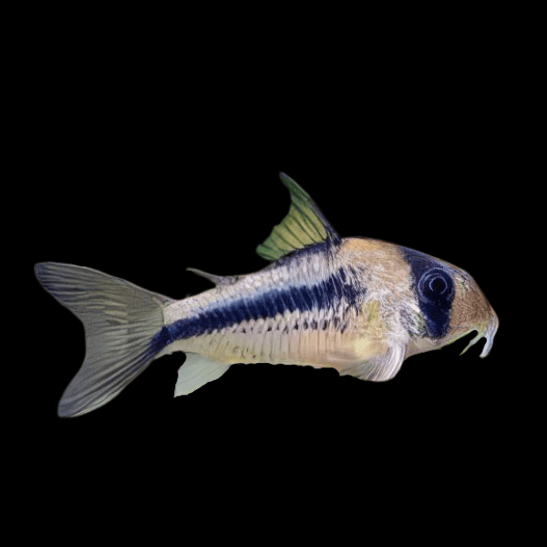 Axelrods Corydoras Axelrodi 4cm Catfish - Real Aquatics