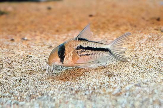 Axelrods Corydoras Axelrodi 4cm Catfish - Real Aquatics