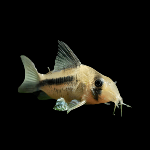 Axelrods Corydoras Catfish Corydoras Axelrodi 3cm - Real Aquatics