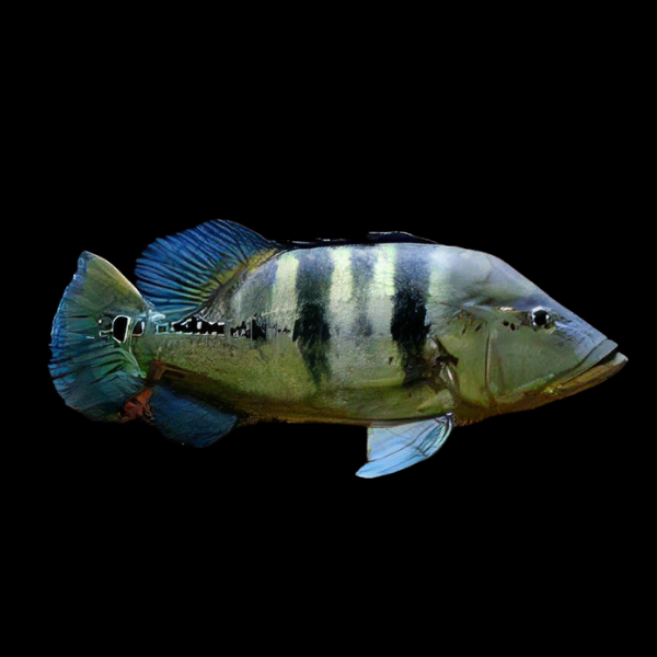 Azul Peacock Bass Cichla Piquiti