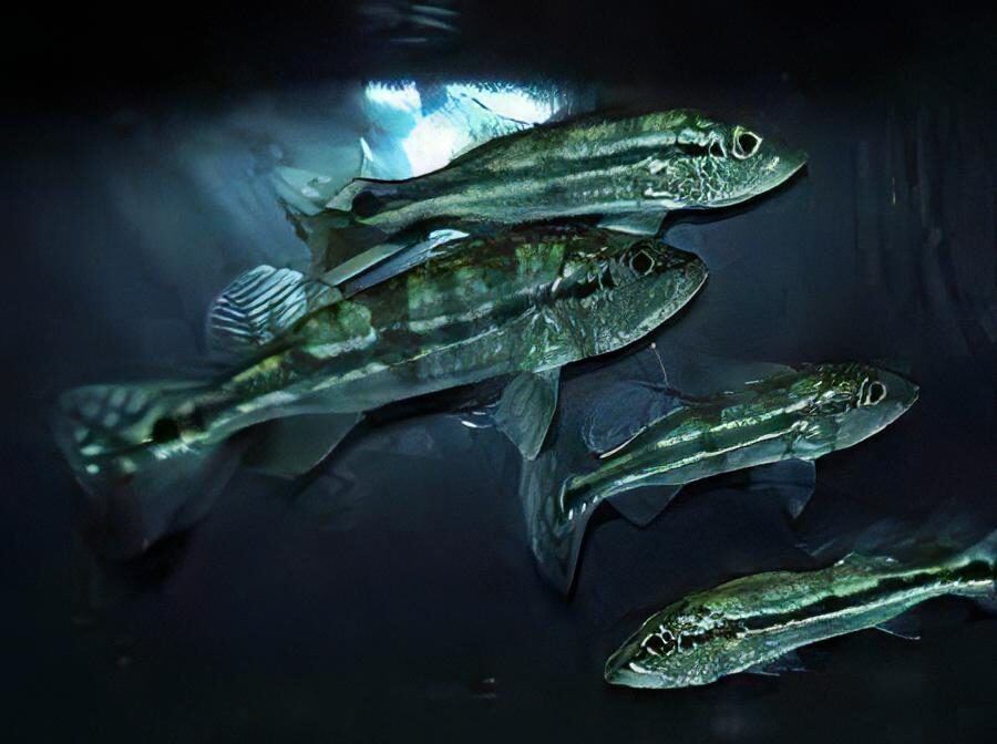 Assorted Peacock Bass - Cichla 5cm - Real Aquatics