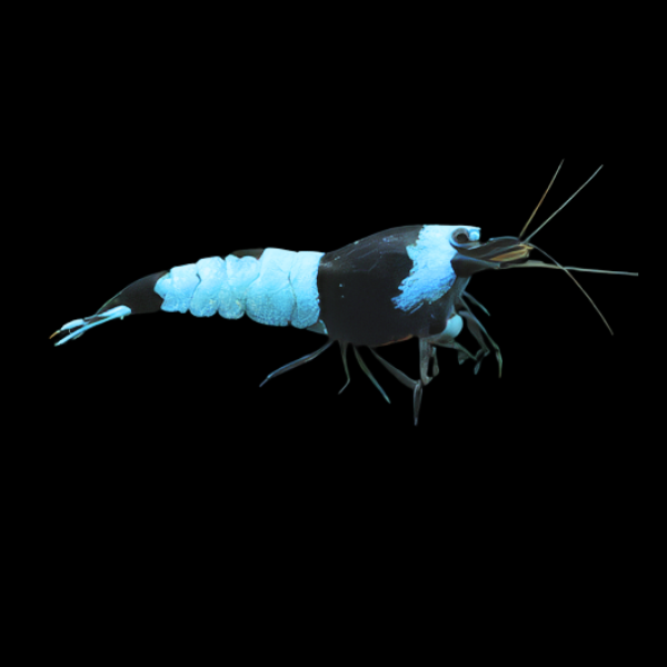 10 x Black King Kong Blue Diamond High Grade Shrimp Caridina Sp 2cm - Real Aquatics