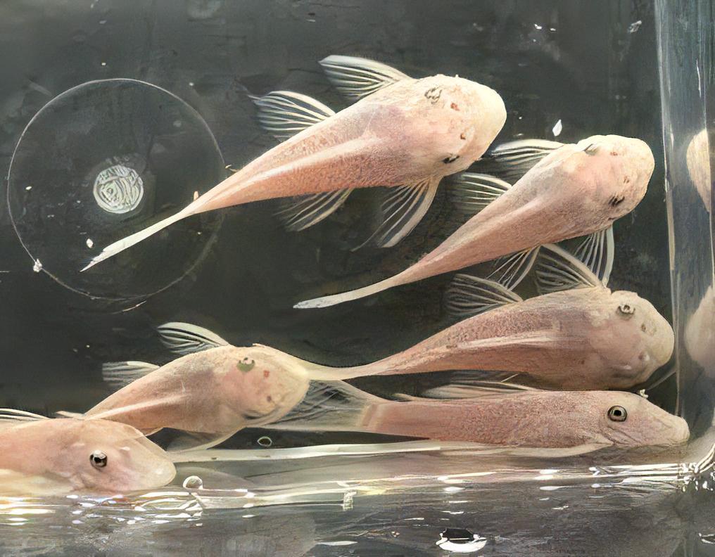 Super White Bristlenose Pleco Ancistrus 3cm - Real Aquatics