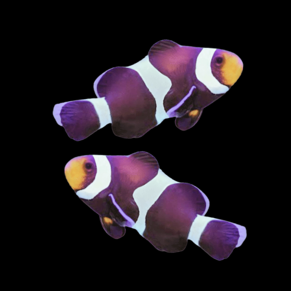 Black and White Clownfish Amphiprion Ocellaris Pair - Real Aquatics