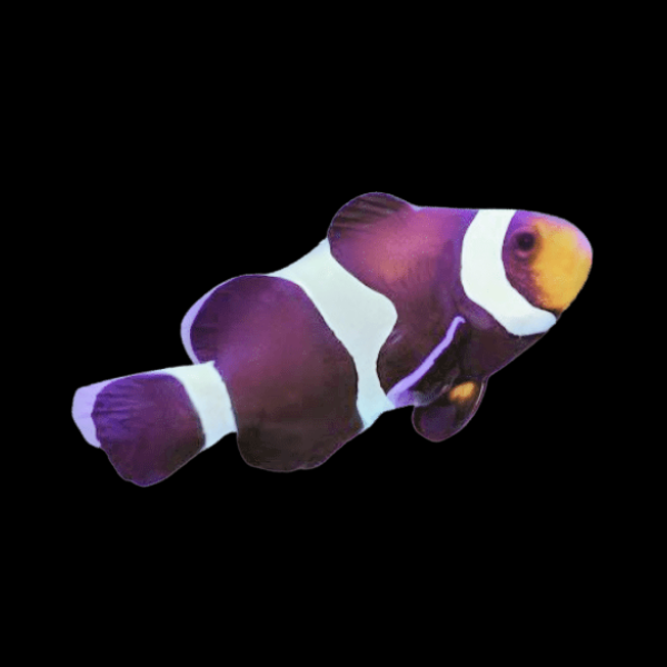 Black and White Clownfish Amphiprion Ocellaris - Real Aquatics
