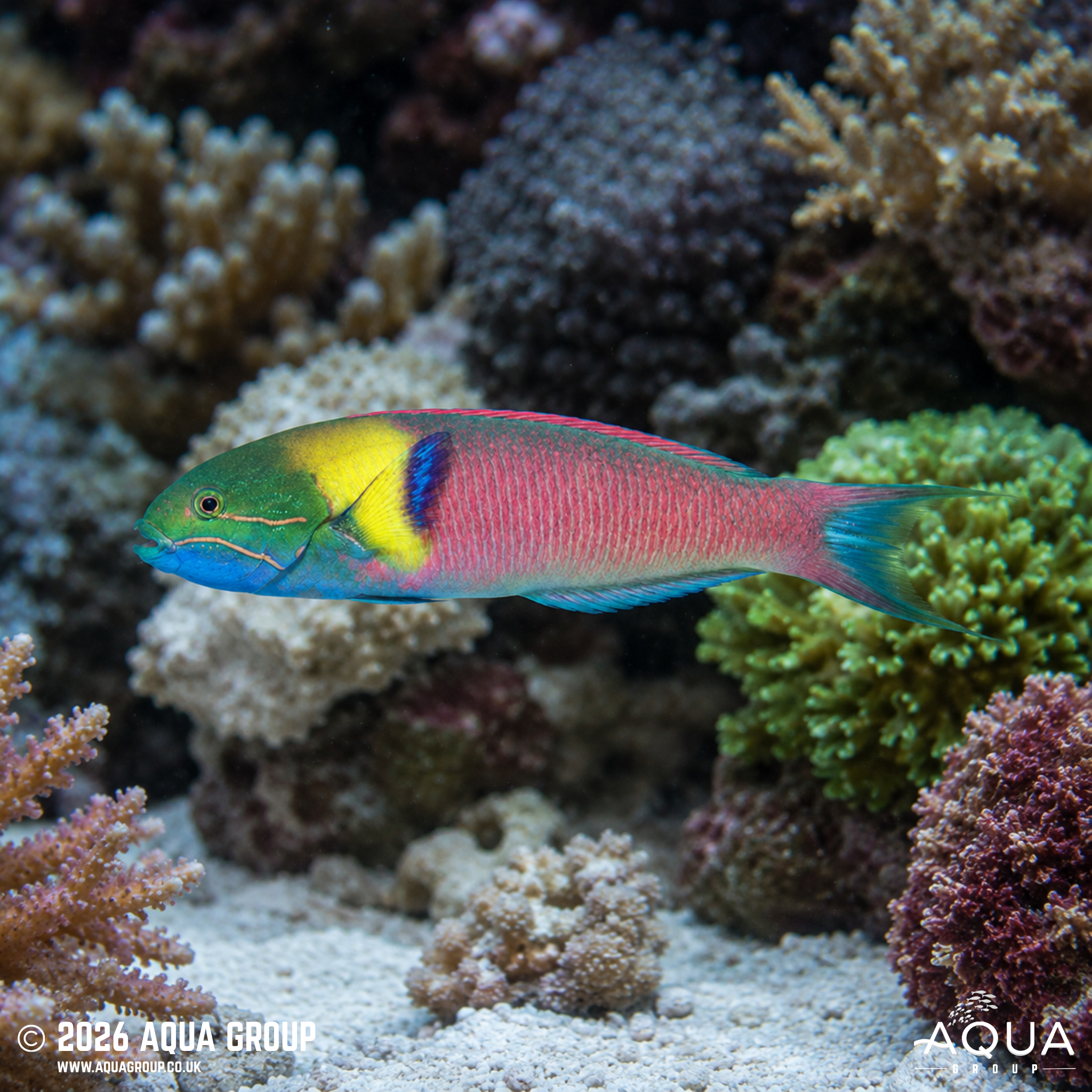 Babi Wrasse (Halichoeres tripilus)