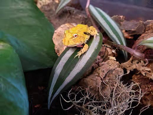 Albino Horned Frog Ceratophrys Cranwelli 4cm - Real Aquatics