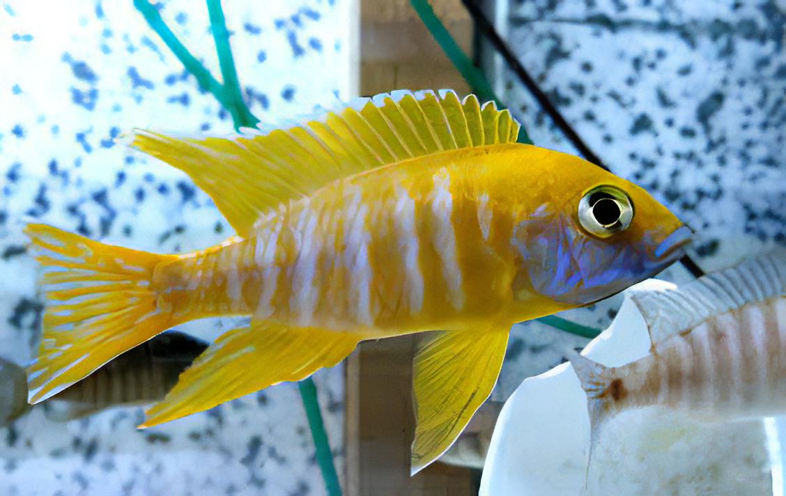 Aulonocara Baenschi Yellow Peacock Malawi African Cichlid