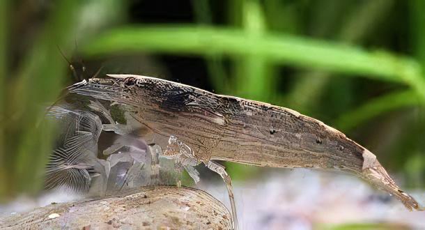 Bamboo Shrimp Atyopsis Moluccensis 5cm - Real Aquatics